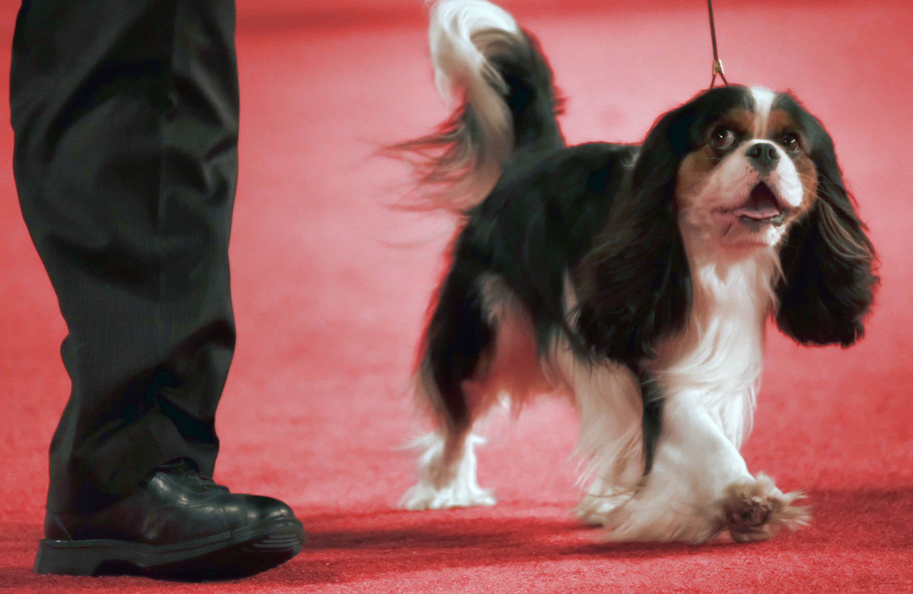 19. Cavalier King Charles Spaniel
